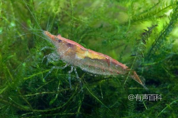 鱼缸养小虾的益处，增强观赏性、清除水藻和食物残渣