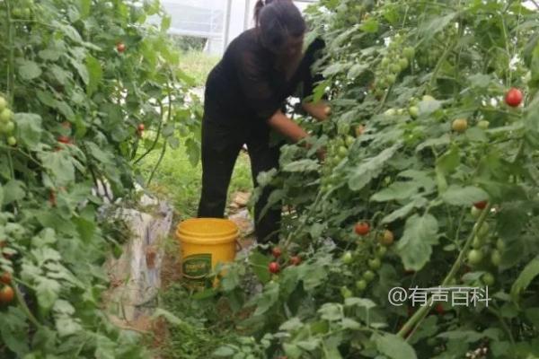 圣女果修剪时间及方法，迅速生长期要实施适当修剪