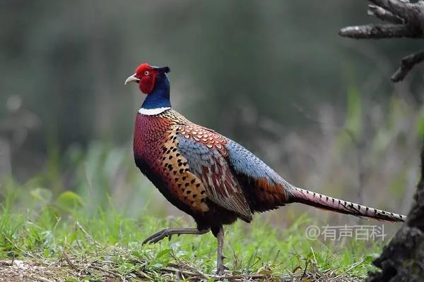 野鸡的食物习性与生态环境