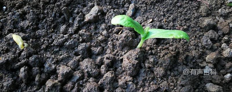 尿素是一种常用的肥料，可以提供植物所需的氮