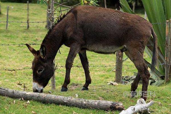 骡子交配后，雌性骡子会怀孕吗？为什么骡子无法生育？