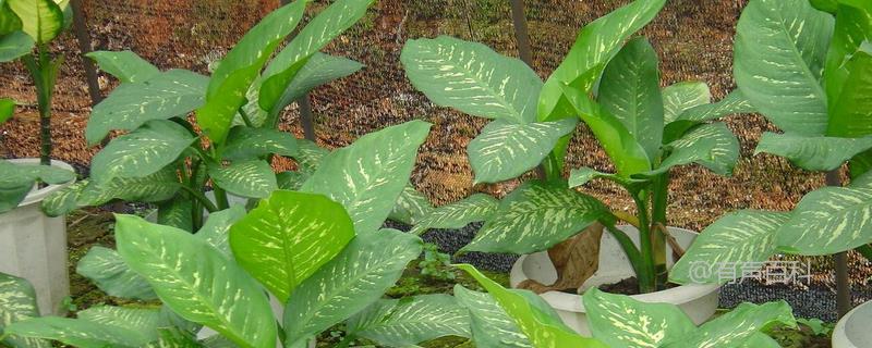 万年青是一种常见的室内植物，非常适合水培。水培是一种种植方法，通过将植物的根部放置在水中，而不是土壤中，来提供养分和水分。水培万年青的注意事项如下：

1. 选择适合水培的品种：确保选择适合水培的万年青品种，因为不是所有植物都适合水培。

2. 使用适当的水培容器：选择适合水培的容器，如玻璃瓶、塑料瓶或水培器皿。确保容器具有足够的深度和稳定性，以支撑植物的生长。

3. 提供适量的养分：使用适当的水培养液或添加适量的水培营养液，以提供植物所需的养分。遵循产品说明，确保不要过度施肥。

4. 维持适宜的水温：保持水培容器中的水温在适宜范围内，通常为20-25摄氏度。避免水温过高或过低，以免影响植物的生长。

5. 定期更换水培液：定期更换水培容器中的水培液，以避免积累的盐分和细菌对植物的影响。通常建议每隔一到两周更换一次水培液。

6. 提供适当的光照：万年青需要充足的光照来进行光合作用。将水培容器放置在明亮的位置，但避免暴露在直接阳光下，以免叶片受损。

通过遵循这些水培注意事项，你可以成功地水培万年青。希望对你有所帮助！