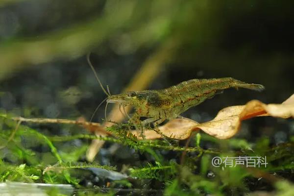 黑壳虾繁殖周期是多久一次？