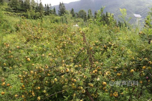 种金刺梨适合的土壤及土壤厚度要求