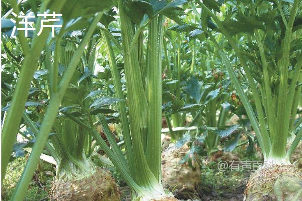 芹菜上市时间及全年可购买的情况