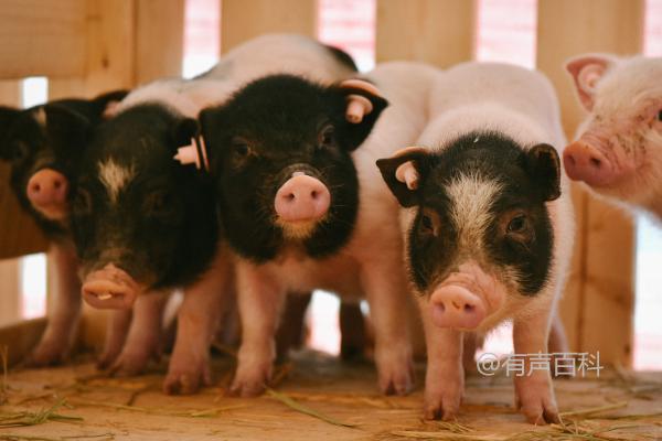 香猪养殖技术：夏季降温遮阴，冬季保暖防风