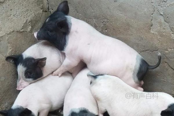 香猪养殖技术：夏季降温遮阴，冬季保暖防风