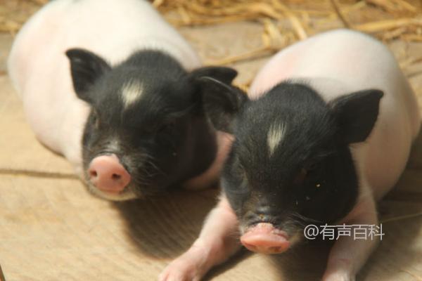 香猪养殖技术：夏季降温遮阴，冬季保暖防风