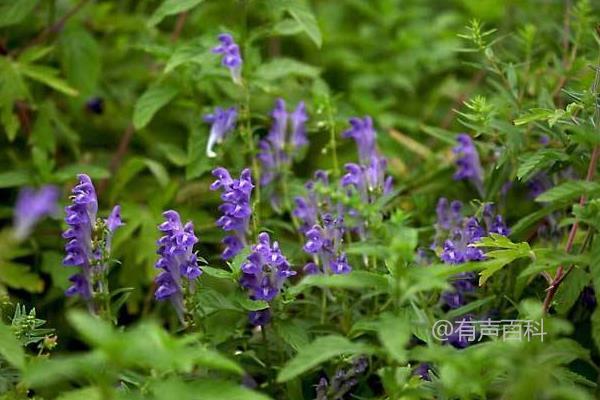 黄芩种植技巧，种植后2-3年采收效果更佳