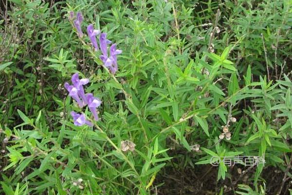 黄芩种植技巧，种植后2-3年采收效果更佳