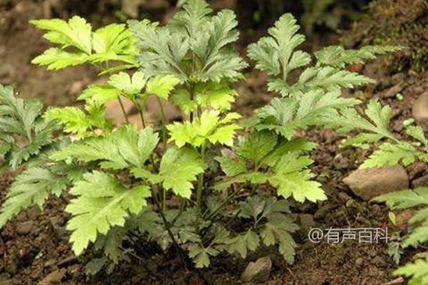 黄芩种植技巧，种植后2-3年采收效果更佳