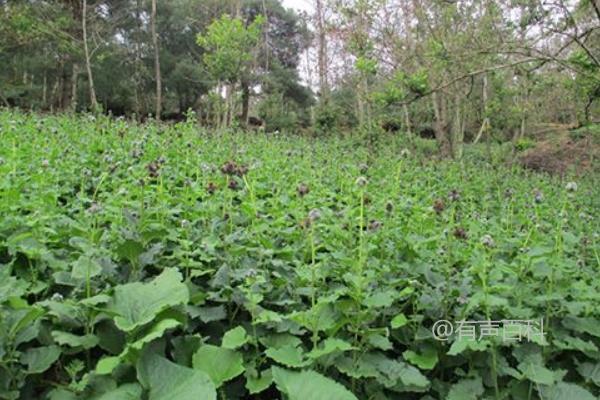 云木香种植技术及种子繁殖方法