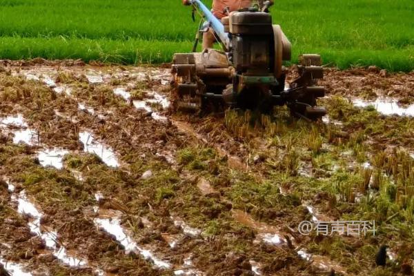 水稻抽穗期出现白壳的原因及解决办法