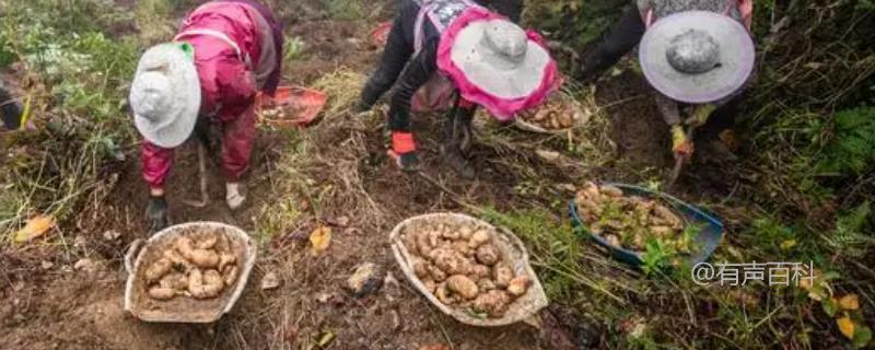 种植天麻应选择什么土壤，砂质土、腐殖土均适