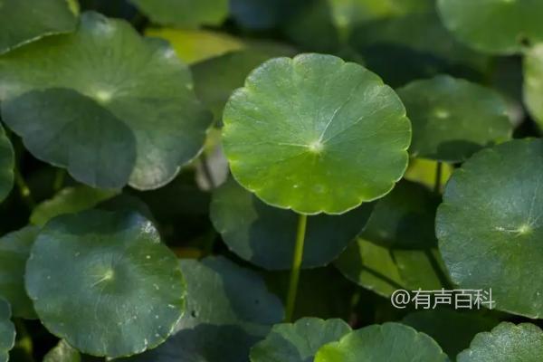 铜钱草开花象征着什么吉祥的预兆