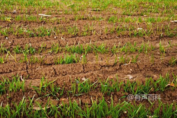 马兰一号小麦品种特点介绍