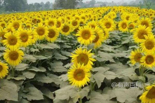 "2021年适合种植什么农作物？芒种时节农作物种植指南"