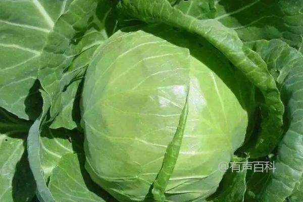 "2021年适合种植什么农作物？芒种时节农作物种植指南"