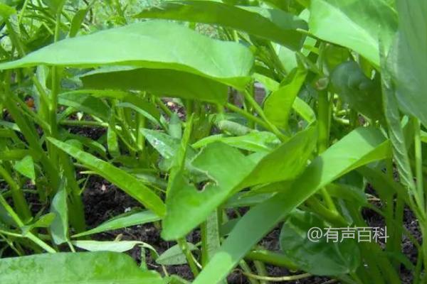 "2021年适合种植什么农作物？芒种时节农作物种植指南"