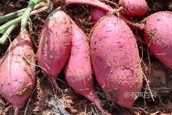 "2021年适合种植什么农作物？芒种时节农作物种植指南"