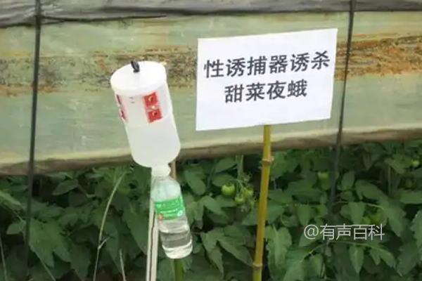 性引诱剂在生物防治中的作用原因