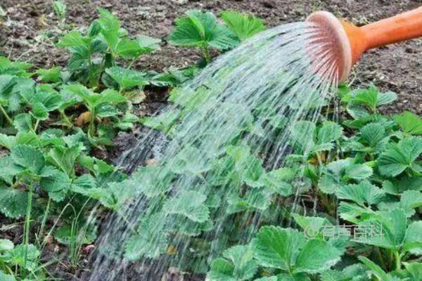 草莓水需求：根据土壤湿度来调节浇水量