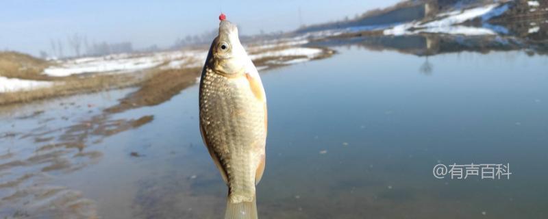 冬天钓鲫鱼，是选择近钓还是远钓更有效？一般选择远钓效果更好