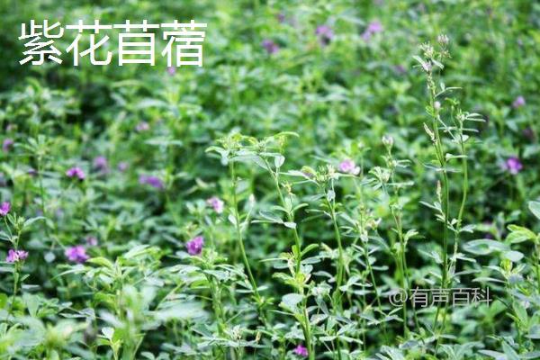 养羊选择何种牧草：不同牧草优势解析