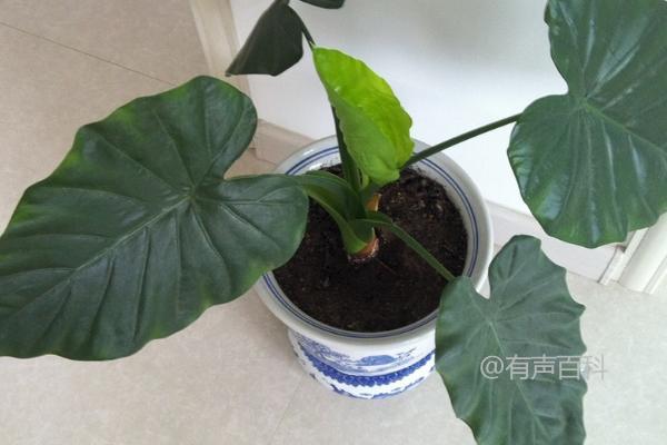 种植观音竹如何施肥，每月应施1-2次氮磷钾复合肥