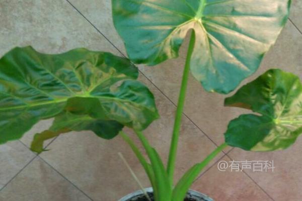 种植观音竹如何施肥，每月应施1-2次氮磷钾复合肥