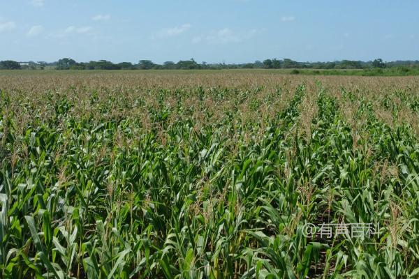 秋乐368玉米的种植特点和优势