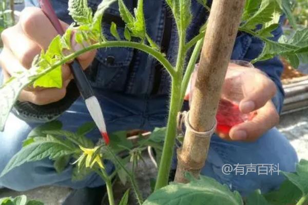 大棚种植西红柿，下午是否宜适当点花？