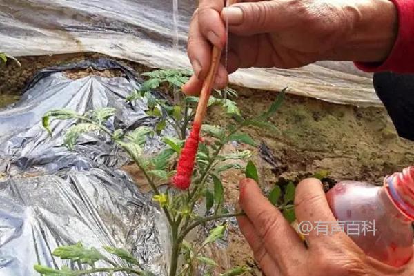 大棚种植西红柿，下午是否宜适当点花？