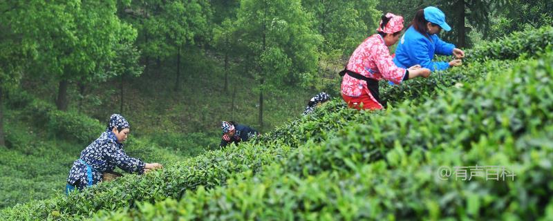 成年茶园采茶技巧：贯彻“采养兼顾”原则