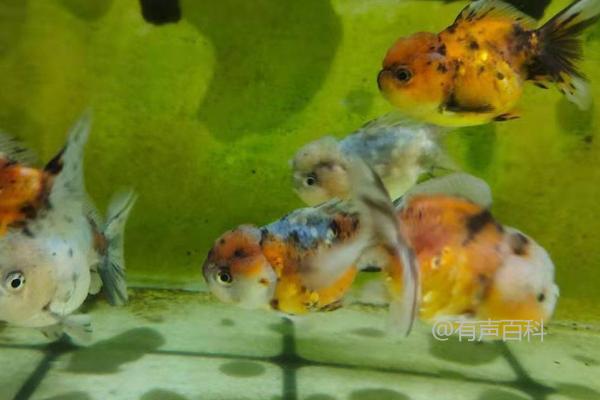 锦鲤蹭缸的原因及肤霉病或寄生虫感染解决方法