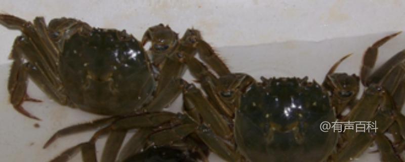 螃蟹养殖池中水草移植及注意事项