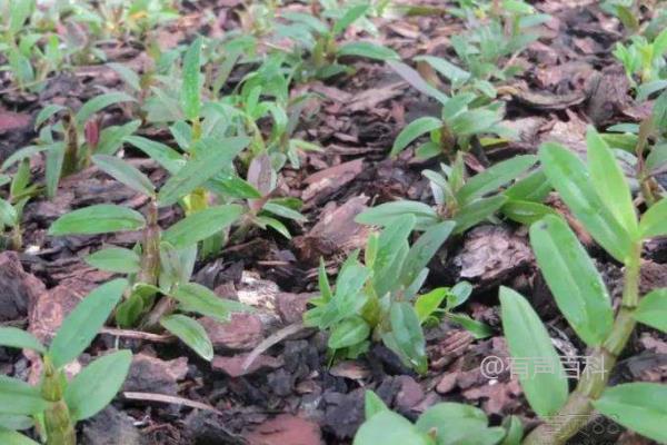 铁皮石斛种植条件及环境气温要求