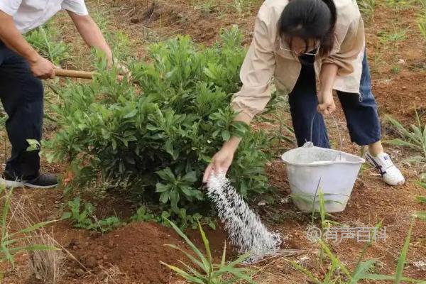 东魁杨梅种植的方法