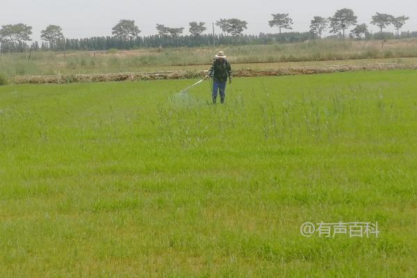 如何选择合适的药剂防治水稻田中的矮慈姑