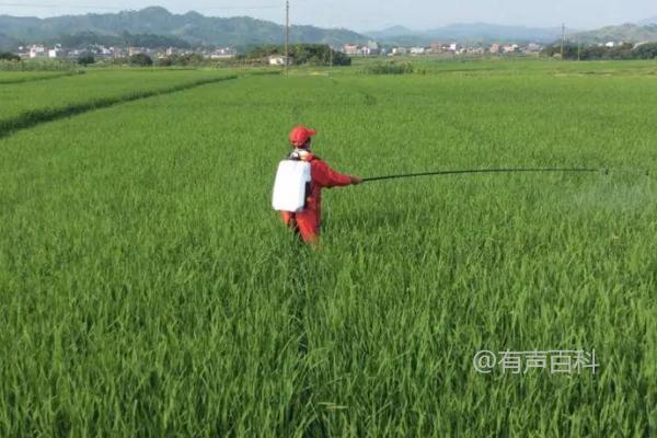 如何选择合适的药剂防治水稻田中的矮慈姑