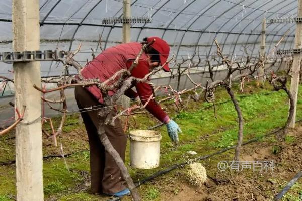 葡萄栽培中应该使用哪种肥料?