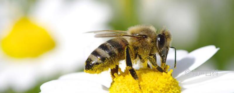 蜜蜂最害怕的事物是什么？详细介绍