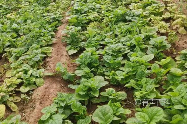 木耳菜一般在春季和夏季生长最为茂盛，可以食用的时间大约从春季3月份开始，一直持续到夏季7月份左右。在这个时间段内，木耳菜的味道和口感都会最佳。当然，具体的食用时间也会受到气候和地区的影响，建议根据当地的气候和季节来确定最佳的食用时间。