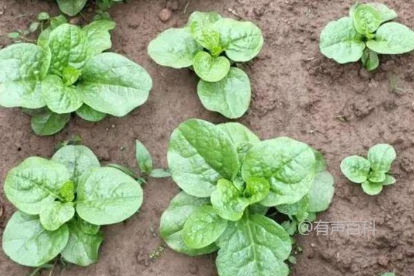 木耳菜一般在春季和夏季生长最为茂盛，可以食用的时间大约从春季3月份开始，一直持续到夏季7月份左右。在这个时间段内，木耳菜的味道和口感都会最佳。当然，具体的食用时间也会受到气候和地区的影响，建议根据当地的气候和季节来确定最佳的食用时间。