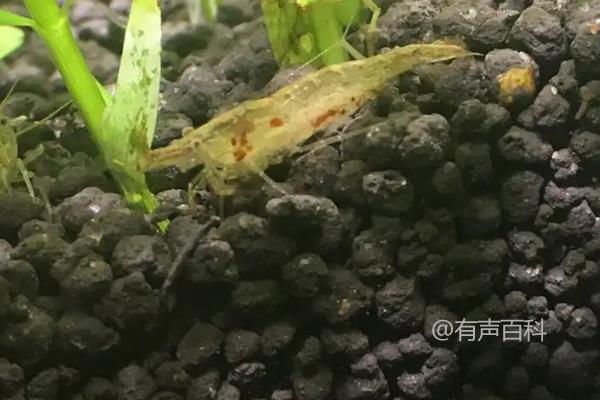 黑壳虾孕育卵需进行隔离吗