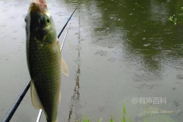 下雨天钓鱼好不好？温度的变化是关键因素