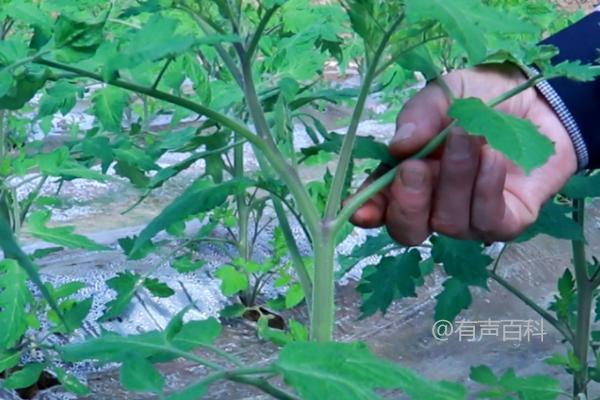 西红柿剪枝技巧：保留主杆，修剪侧枝