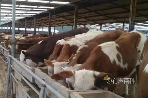 喂食犊牛颗粒料的标准，以每天饲料消耗量为指导