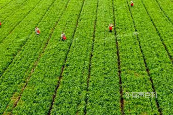 当涉及到绿色食品种植过程中的肥料使用原则时，应遵循有机肥为主、化肥为辅的准则