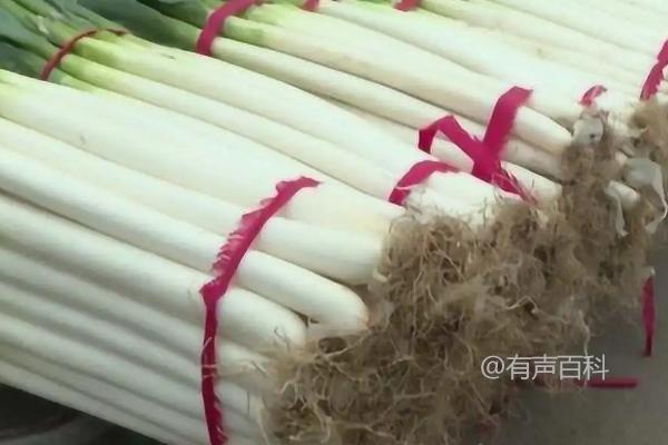 冬季大葱储存方法及露天储存的薄膜覆盖操作